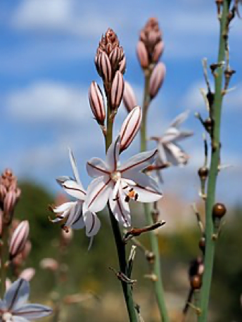 Asphodelus fistulosus