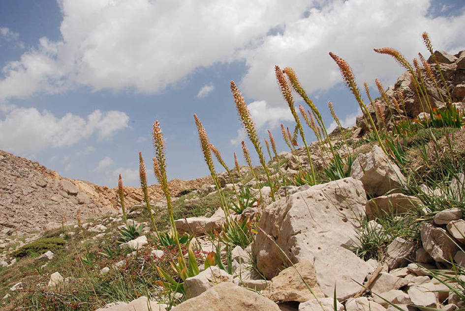 Eremurus spectabilis, Çiriş